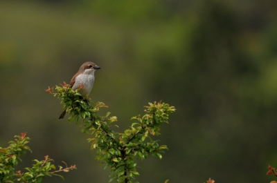 Karakteristiek landschap in de Drome  , valleitjes en een afwisseling van struweel , houtkanten , fruitbomen en meidoornhagen alwaar de grauwe klauwier zich thuis voelt .
En koppeltje liet zich elk afzonderlijk bewonderen.