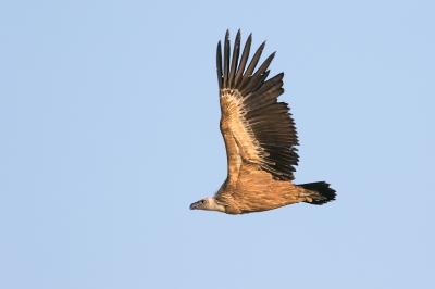 Nog een tweede foto van de vale gier. In het avondlicht. Deze wordt door meerdere mensen mooier gevonden dan mijn vorige upload, vandaar dat ik deze ook plaats.