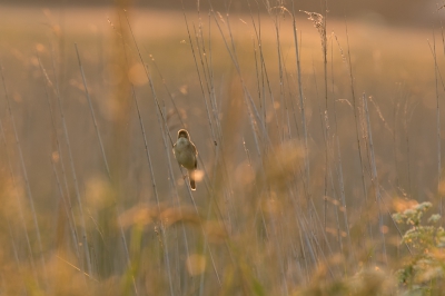 Vanavond met verbazing naar het geluid staan luisteren dat dit vogeltje voortbracht. Ongelooflijk dat dit uit zo'n keeltje komt! Ik vond het zo mooi met dit tegenlicht van de ondergaande zon.