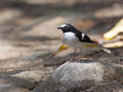 <i class='fa fa-user'></i>&nbsp;Paul van Giersbergen&nbsp;|   Zwartrugvorkstaart&nbsp; <i class='fa fa-eye'>&nbsp;219</i> &nbsp; <i class='fa fa-comment-o'>&nbsp;4</i>