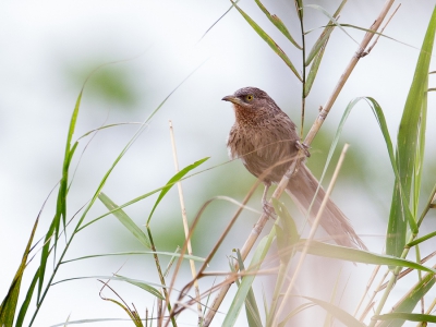 <i class='fa fa-user'></i>&nbsp;Paul van Giersbergen&nbsp;|   Gestreepte Babbelaar&nbsp; <i class='fa fa-eye'>&nbsp;175</i> &nbsp; <i class='fa fa-comment-o'>&nbsp;6</i>