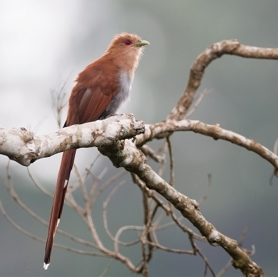 <i class='fa fa-user'></i>&nbsp;charlysax&nbsp;|   Eekhoornkoekoek&nbsp; <i class='fa fa-eye'>&nbsp;365</i> &nbsp;<i class='fa fa-thumbs-up'>&nbsp;11</i> &nbsp; <i class='fa fa-comment-o'>&nbsp;13</i>