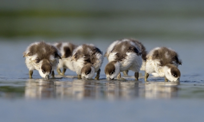 <i class='fa fa-user'></i>&nbsp;Henk Laverman&nbsp;|   Bergeend&nbsp; <i class='fa fa-eye'>&nbsp;413</i> &nbsp;<i class='fa fa-thumbs-up'>&nbsp;4</i> &nbsp; <i class='fa fa-comment-o'>&nbsp;12</i>