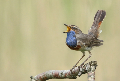 <i class='fa fa-user'></i>&nbsp;J.v.Hooff&nbsp;|   Blauwborst&nbsp; <i class='fa fa-eye'>&nbsp;463</i> &nbsp;<i class='fa fa-thumbs-up'>&nbsp;2</i> &nbsp; <i class='fa fa-comment-o'>&nbsp;5</i>