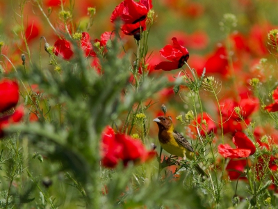 <i class='fa fa-user'></i>&nbsp;JHR&nbsp;|   Bruinkopgors&nbsp; <i class='fa fa-eye'>&nbsp;459</i> &nbsp;<i class='fa fa-thumbs-up'>&nbsp;6</i> &nbsp; <i class='fa fa-comment-o'>&nbsp;11</i>