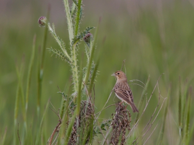 <i class='fa fa-user'></i>&nbsp;JHR&nbsp;|   Bruinkopgors&nbsp; <i class='fa fa-eye'>&nbsp;172</i> &nbsp; <i class='fa fa-comment-o'>&nbsp;3</i>