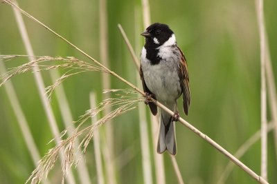 Vogels vlakbij een parkeerplaats lijken altijd minder schuw, zo ook deze rietgors die langs het wandelpad bij de Groene Jonker zat. Hij had twee vaste plaatsen, alleen vanuit deze hoek had ik vrij zicht tussen het riet door.