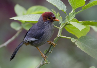 <i class='fa fa-user'></i>&nbsp;Thomas Luiten&nbsp;|   Kastanjekaplijstergaai&nbsp; <i class='fa fa-eye'>&nbsp;184</i> &nbsp;<i class='fa fa-thumbs-up'>&nbsp;3</i> &nbsp; <i class='fa fa-comment-o'>&nbsp;6</i>