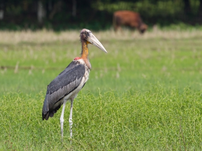 Ergens onderweg naar de volgende bestemming stond een groepje van deze vogels (120-150 cm) in een weiland. Een zeldzaam iets want de vogel wordt met uitstereven bedreigd. Naar schatting zijn er minder dan 2000 exemplaren over waarvan de meeste in Assam te vinden zijn. Ik liet dan ook de auto stoppen voor een foto en gelukkig bleven ze mooi staan.