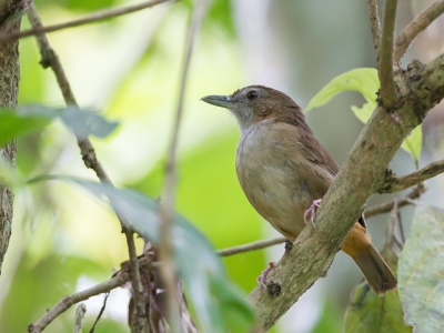 <i class='fa fa-user'></i>&nbsp;Paul van Giersbergen&nbsp;|   Roodstaartmuistimalia&nbsp; <i class='fa fa-eye'>&nbsp;154</i> &nbsp; <i class='fa fa-comment-o'>&nbsp;1</i>
