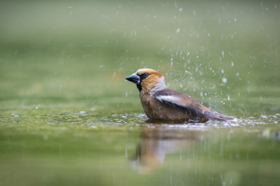 Foto gemaakt vanuit een schuilhut. De appelvink was ongestoord aan het badderen
