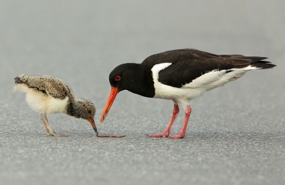 Op een rustige zaterdagochtend trof ik twee jonge scholeksters aan midden op een polderweggetje. De ouder zag geen bezwaar het ontbijt ter plaatse te serveren. Ik vond het toch wel een goed idee dat ze even later het weiland weer opzochten.