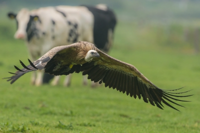 Ook deed de Vale Gier Den Helder aan. Zondag verbleef hij een tijdje in de polders bij Huisduinen waar de Gier mooi was te fotograferen zonder verstoring van mensen....Kraaien, ganzen en koeien des temeer !!