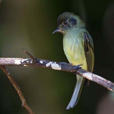 <i class='fa fa-user'></i>&nbsp;charlysax&nbsp;|   Bruinkapleptopogon&nbsp; <i class='fa fa-eye'>&nbsp;183</i> &nbsp; <i class='fa fa-comment-o'>&nbsp;8</i>