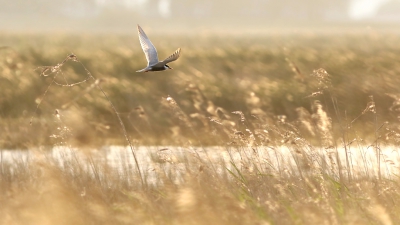 <i class='fa fa-user'></i>&nbsp;thijsglastra&nbsp;|   Witwangstern&nbsp; <i class='fa fa-eye'>&nbsp;349</i> &nbsp;<i class='fa fa-thumbs-up'>&nbsp;3</i> &nbsp; <i class='fa fa-comment-o'>&nbsp;12</i>