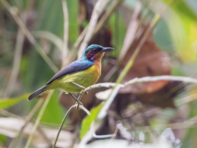 <i class='fa fa-user'></i>&nbsp;Paul van Giersbergen&nbsp;|   Roodwanghoningzuiger&nbsp; <i class='fa fa-eye'>&nbsp;217</i> &nbsp; <i class='fa fa-comment-o'>&nbsp;2</i>