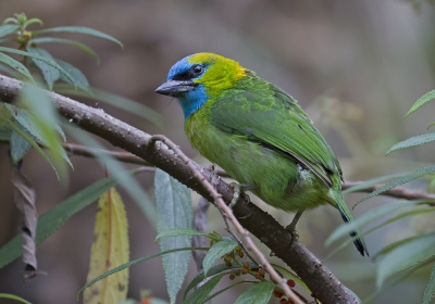 <i class='fa fa-user'></i>&nbsp;Thomas Luiten&nbsp;|   Goudnekbaardvogel&nbsp; <i class='fa fa-eye'>&nbsp;256</i> &nbsp;<i class='fa fa-thumbs-up'>&nbsp;7</i> &nbsp; <i class='fa fa-comment-o'>&nbsp;9</i>