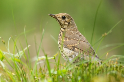 <i class='fa fa-user'></i>&nbsp;Almanbrother&nbsp;|   Zanglijster&nbsp; <i class='fa fa-eye'>&nbsp;242</i> &nbsp; <i class='fa fa-comment-o'>&nbsp;2</i>