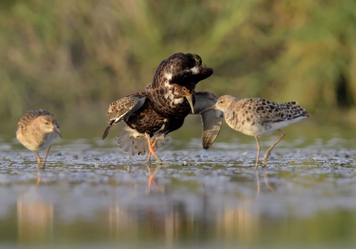 <i class='fa fa-user'></i>&nbsp;Henk Laverman&nbsp;|   Kemphaan&nbsp; <i class='fa fa-eye'>&nbsp;475</i> &nbsp;<i class='fa fa-thumbs-up'>&nbsp;4</i> &nbsp; <i class='fa fa-comment-o'>&nbsp;5</i>