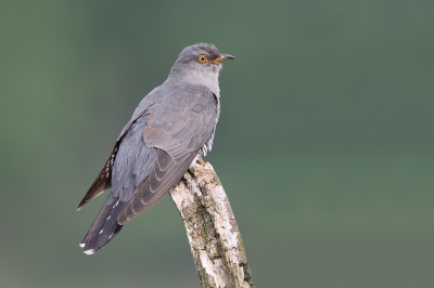 <i class='fa fa-user'></i>&nbsp;Peter Soer&nbsp;|   Koekoek&nbsp; <i class='fa fa-eye'>&nbsp;702</i> &nbsp;<i class='fa fa-thumbs-up'>&nbsp;19</i> &nbsp; <i class='fa fa-comment-o'>&nbsp;19</i>