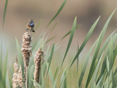 <i class='fa fa-user'></i>&nbsp;Fred&nbsp;|   Blauwborst&nbsp; <i class='fa fa-eye'>&nbsp;446</i> &nbsp;<i class='fa fa-thumbs-up'>&nbsp;11</i> &nbsp; <i class='fa fa-comment-o'>&nbsp;10</i>