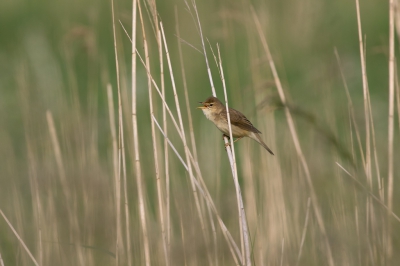 Als je weet waar 'ie ongeveer zit dan is het niet zo moeilijk want je kunt op het geluid afgaan. Maar dan nog wachten tot 'ie even zichtbaar wordt. Ik vind 'm mooi in z'n natuurlijke omgeving zitten.