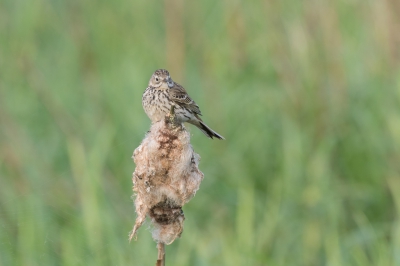 Vanmorgen vroeg stopte ik bij toeval pal voor deze graspieper. Hier eens niet op de grond maar op een lisdodde (wat er van over is). In totaal vond ik het een mooi plaatjes, met nog linksonder de fijne draden van een web zichtbaar.