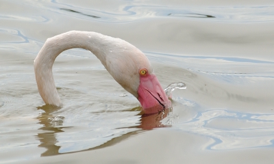 <i class='fa fa-user'></i>&nbsp;josephine&nbsp;|   Flamingo&nbsp; <i class='fa fa-eye'>&nbsp;414</i> &nbsp;<i class='fa fa-thumbs-up'>&nbsp;7</i> &nbsp; <i class='fa fa-comment-o'>&nbsp;17</i>