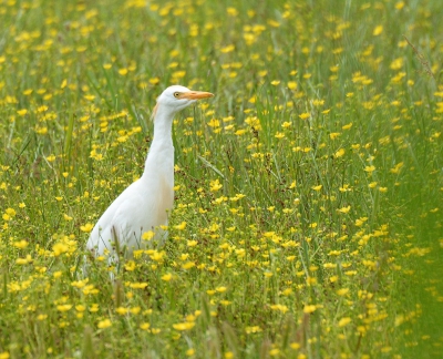 Op vakantie in Zuid Frankrijk erg mijn best gedaan op de koereigertjes. Deze vond ik tussen de gele bloemen in een weiland heel mooi uit komen.