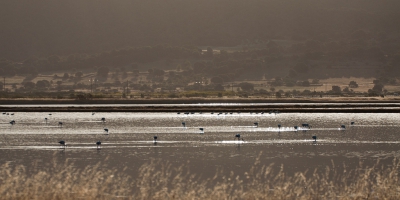 <i class='fa fa-user'></i>&nbsp;P.Teune&nbsp;|   Flamingo&nbsp; <i class='fa fa-eye'>&nbsp;246</i> &nbsp;<i class='fa fa-thumbs-up'>&nbsp;1</i> &nbsp; <i class='fa fa-comment-o'>&nbsp;4</i>