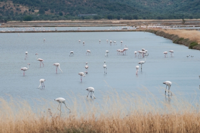 <i class='fa fa-user'></i>&nbsp;P.Teune&nbsp;|   Flamingo&nbsp; <i class='fa fa-eye'>&nbsp;328</i> &nbsp;<i class='fa fa-thumbs-up'>&nbsp;1</i> &nbsp; <i class='fa fa-comment-o'>&nbsp;6</i>