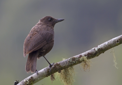 <i class='fa fa-user'></i>&nbsp;Thomas Luiten&nbsp;|   Borneofluitlijster&nbsp; <i class='fa fa-eye'>&nbsp;176</i> &nbsp;<i class='fa fa-thumbs-up'>&nbsp;1</i> &nbsp; <i class='fa fa-comment-o'>&nbsp;3</i>