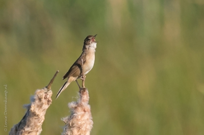 In het vroege ochtendlicht, luid snorrend langs een pad. Voor mij de eerste keer dat ik dit vogeltje zag en hoorde, tenminste bewust...
Ook n van de kleine, bruine vogeltjes, maar hun geluid maakt ze zo bijzonder.