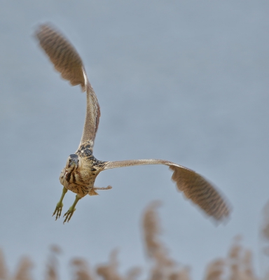 <i class='fa fa-user'></i>&nbsp;sam&nbsp;|   Roerdomp&nbsp; <i class='fa fa-eye'>&nbsp;431</i> &nbsp;<i class='fa fa-thumbs-up'>&nbsp;1</i> &nbsp; <i class='fa fa-comment-o'>&nbsp;2</i>