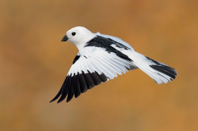 <i class='fa fa-user'></i>&nbsp;saveriogatto&nbsp;|   Sneeuwgors&nbsp; <i class='fa fa-eye'>&nbsp;670</i> &nbsp;<i class='fa fa-thumbs-up'>&nbsp;9</i> &nbsp; <i class='fa fa-comment-o'>&nbsp;6</i>