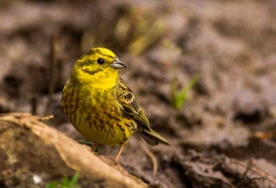 this is a Yellowhammer at the mount Vermio at north Greece at the time he came down to drink some water