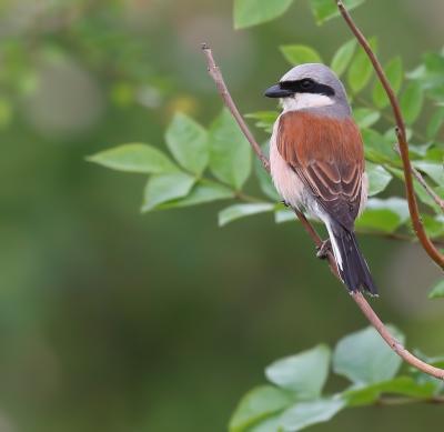 <i class='fa fa-user'></i>&nbsp;loek van de Leur&nbsp;|   Grauwe Klauwier&nbsp; <i class='fa fa-eye'>&nbsp;487</i> &nbsp;<i class='fa fa-thumbs-up'>&nbsp;10</i> &nbsp; <i class='fa fa-comment-o'>&nbsp;17</i>