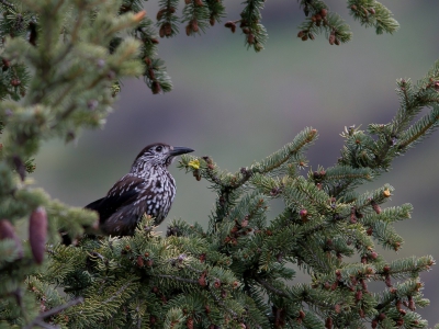 <i class='fa fa-user'></i>&nbsp;JHR&nbsp;|   Notenkraker&nbsp; <i class='fa fa-eye'>&nbsp;357</i> &nbsp;<i class='fa fa-thumbs-up'>&nbsp;2</i> &nbsp; <i class='fa fa-comment-o'>&nbsp;6</i>