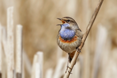 Na lang wachten kwam deze blauwborst toch weer op dit takje zitten waar ik hem eerder ook al zien zitten, Ik vond het bijzonder de rechte stengels van de lisdodde in de achtergrond en de blauwborst op een schuine tak.