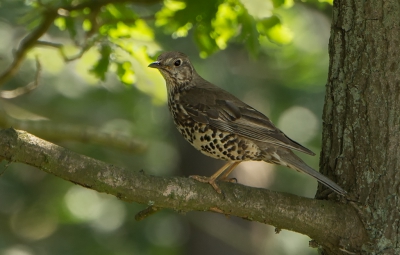 <i class='fa fa-user'></i>&nbsp;pabos&nbsp;|   Grote Lijster&nbsp; <i class='fa fa-eye'>&nbsp;296</i> &nbsp; <i class='fa fa-comment-o'>&nbsp;4</i>