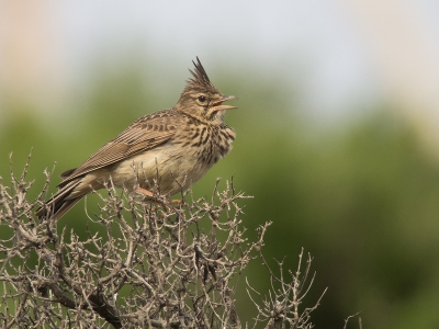 <i class='fa fa-user'></i>&nbsp;Marcel van der Tol&nbsp;|   Thekla's Leeuwerik&nbsp; <i class='fa fa-eye'>&nbsp;355</i> &nbsp;<i class='fa fa-thumbs-up'>&nbsp;1</i> &nbsp; <i class='fa fa-comment-o'>&nbsp;4</i>