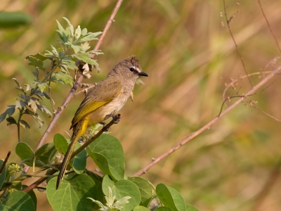 <i class='fa fa-user'></i>&nbsp;Paul van Giersbergen&nbsp;|   Geelwangbuulbuul&nbsp; <i class='fa fa-eye'>&nbsp;147</i> &nbsp;<i class='fa fa-thumbs-up'>&nbsp;1</i> &nbsp; <i class='fa fa-comment-o'>&nbsp;6</i>