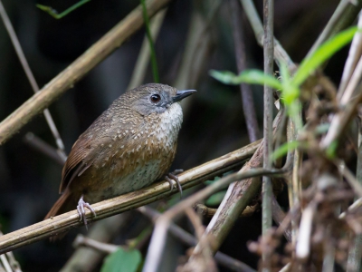 <i class='fa fa-user'></i>&nbsp;Paul van Giersbergen&nbsp;|   Langstaartsluiptimalia&nbsp; <i class='fa fa-eye'>&nbsp;153</i> &nbsp;<i class='fa fa-thumbs-up'>&nbsp;1</i> &nbsp; <i class='fa fa-comment-o'>&nbsp;5</i>