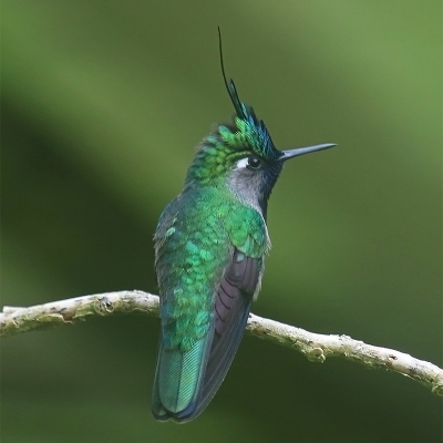 <i class='fa fa-user'></i>&nbsp;charlysax&nbsp;|   Groenkroonkoketkolibrie&nbsp; <i class='fa fa-eye'>&nbsp;238</i> &nbsp;<i class='fa fa-thumbs-up'>&nbsp;2</i> &nbsp; <i class='fa fa-comment-o'>&nbsp;3</i>