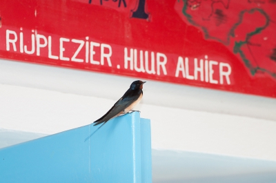 <i class='fa fa-user'></i>&nbsp;P.Teune&nbsp;|   Boerenzwaluw&nbsp; <i class='fa fa-eye'>&nbsp;284</i> &nbsp;<i class='fa fa-thumbs-up'>&nbsp;1</i> &nbsp; <i class='fa fa-comment-o'>&nbsp;7</i>