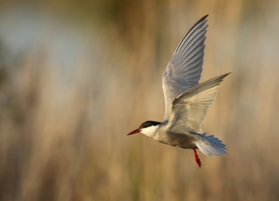 <i class='fa fa-user'></i>&nbsp;thijsglastra&nbsp;|   Witwangstern&nbsp; <i class='fa fa-eye'>&nbsp;677</i> &nbsp;<i class='fa fa-thumbs-up'>&nbsp;18</i> &nbsp; <i class='fa fa-comment-o'>&nbsp;17</i>