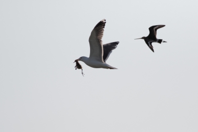 <i class='fa fa-user'></i>&nbsp;Hans de Braal&nbsp;|   Grutto&nbsp; <i class='fa fa-eye'>&nbsp;502</i> &nbsp; <i class='fa fa-comment-o'>&nbsp;8</i>