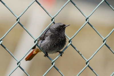 door het lijnenspel van de draad en dan centraal de vogel vond ik toch wel iets hebben
