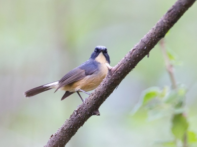 <i class='fa fa-user'></i>&nbsp;Paul van Giersbergen&nbsp;|   Leiblauwe Vliegenvanger&nbsp; <i class='fa fa-eye'>&nbsp;181</i> &nbsp; <i class='fa fa-comment-o'>&nbsp;1</i>