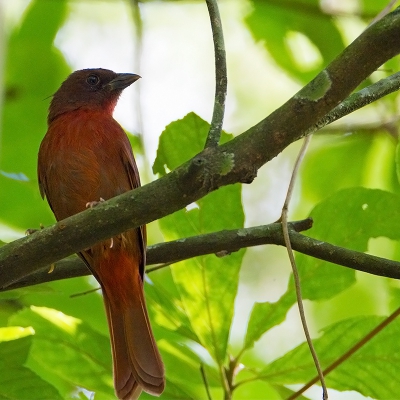 <i class='fa fa-user'></i>&nbsp;charlysax&nbsp;|   Rode Miertangare&nbsp; <i class='fa fa-eye'>&nbsp;182</i> &nbsp; <i class='fa fa-comment-o'>&nbsp;2</i>